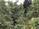 Nhn Arlie Tracts - Lot 30