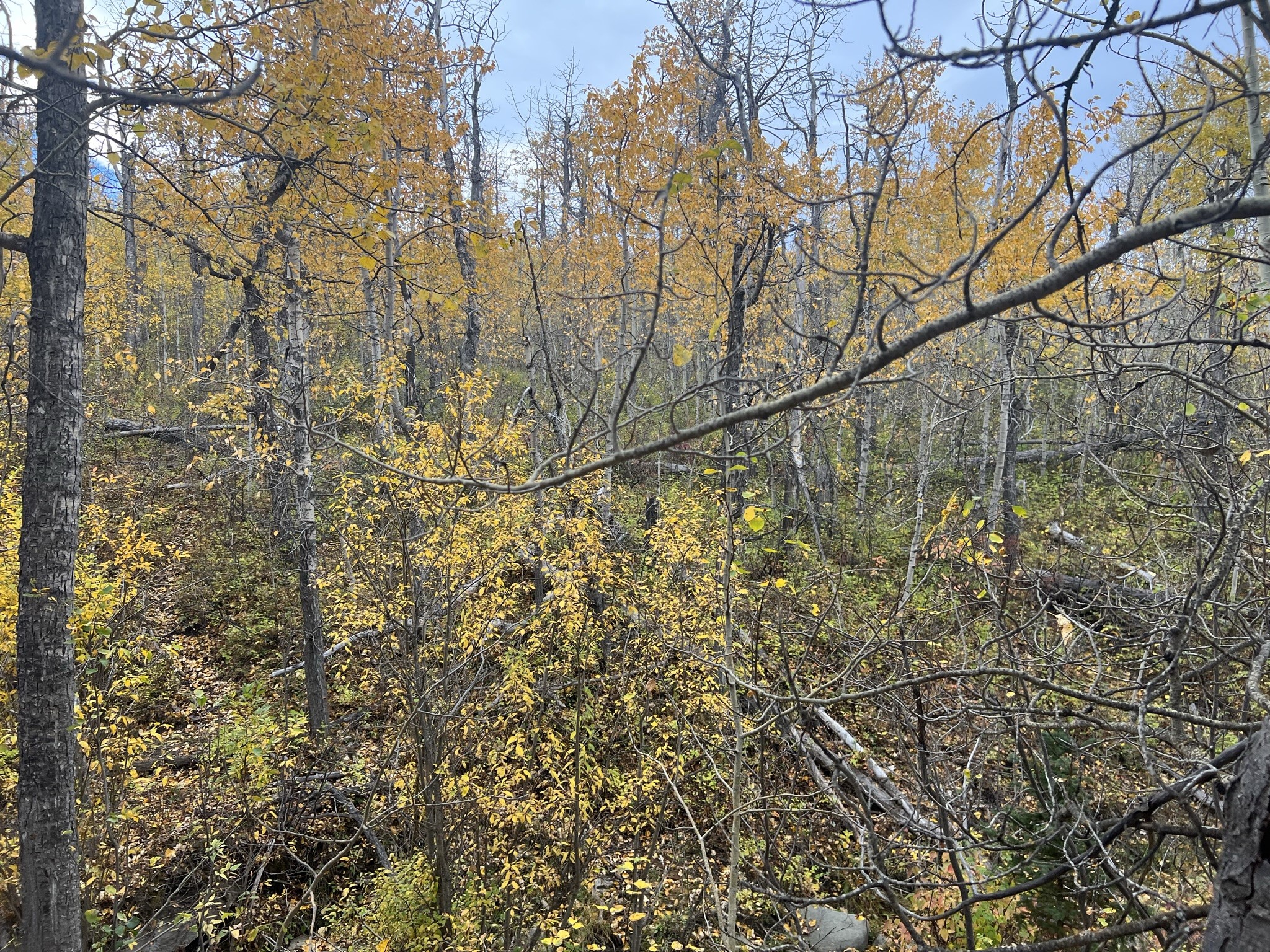 Nhn Arlie Tracts - Lot 30