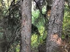 Nhn Arlie Tracts - Lot 30