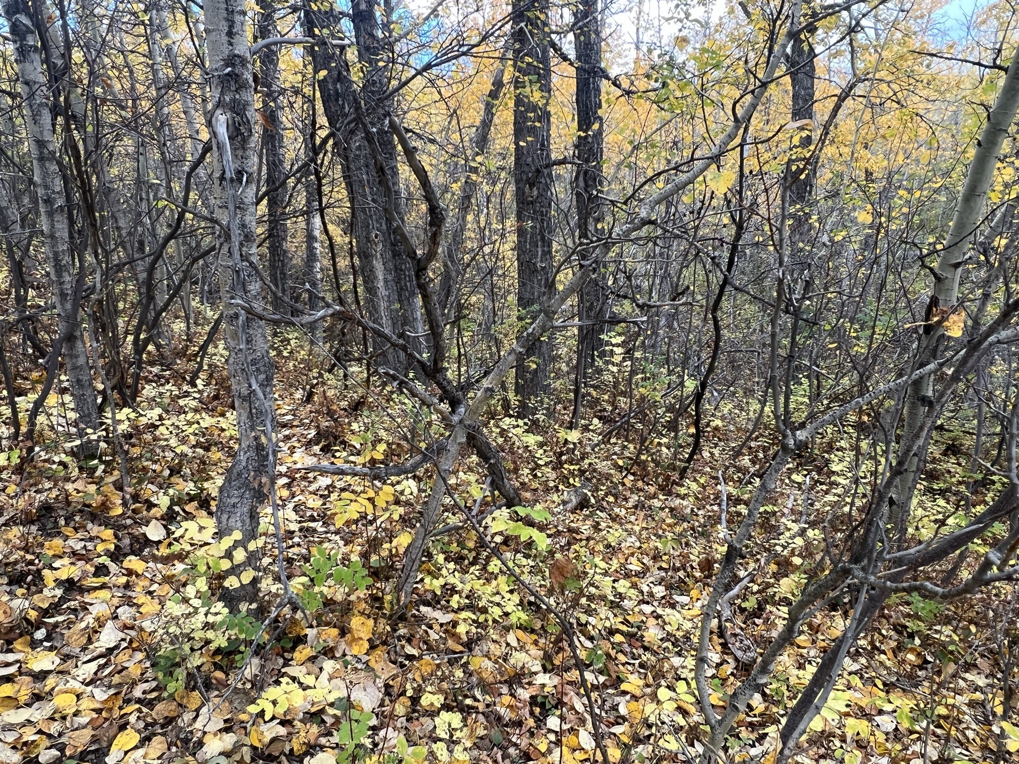 Nhn Arlie Tracts - Lot 30