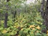 Nhn Arlie Tracts - Lot 30