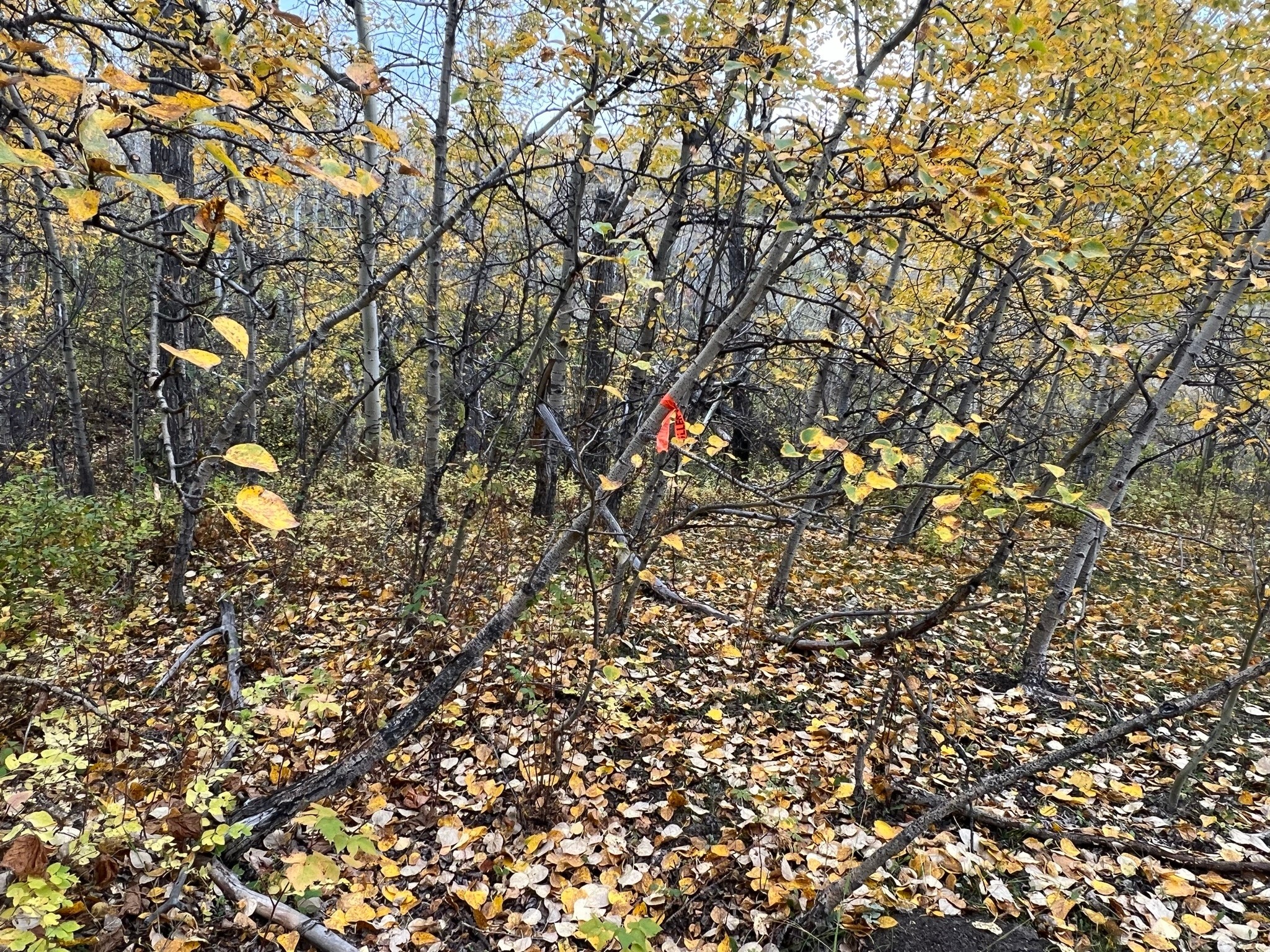 Nhn Arlie Tracts - Lots 28/29
