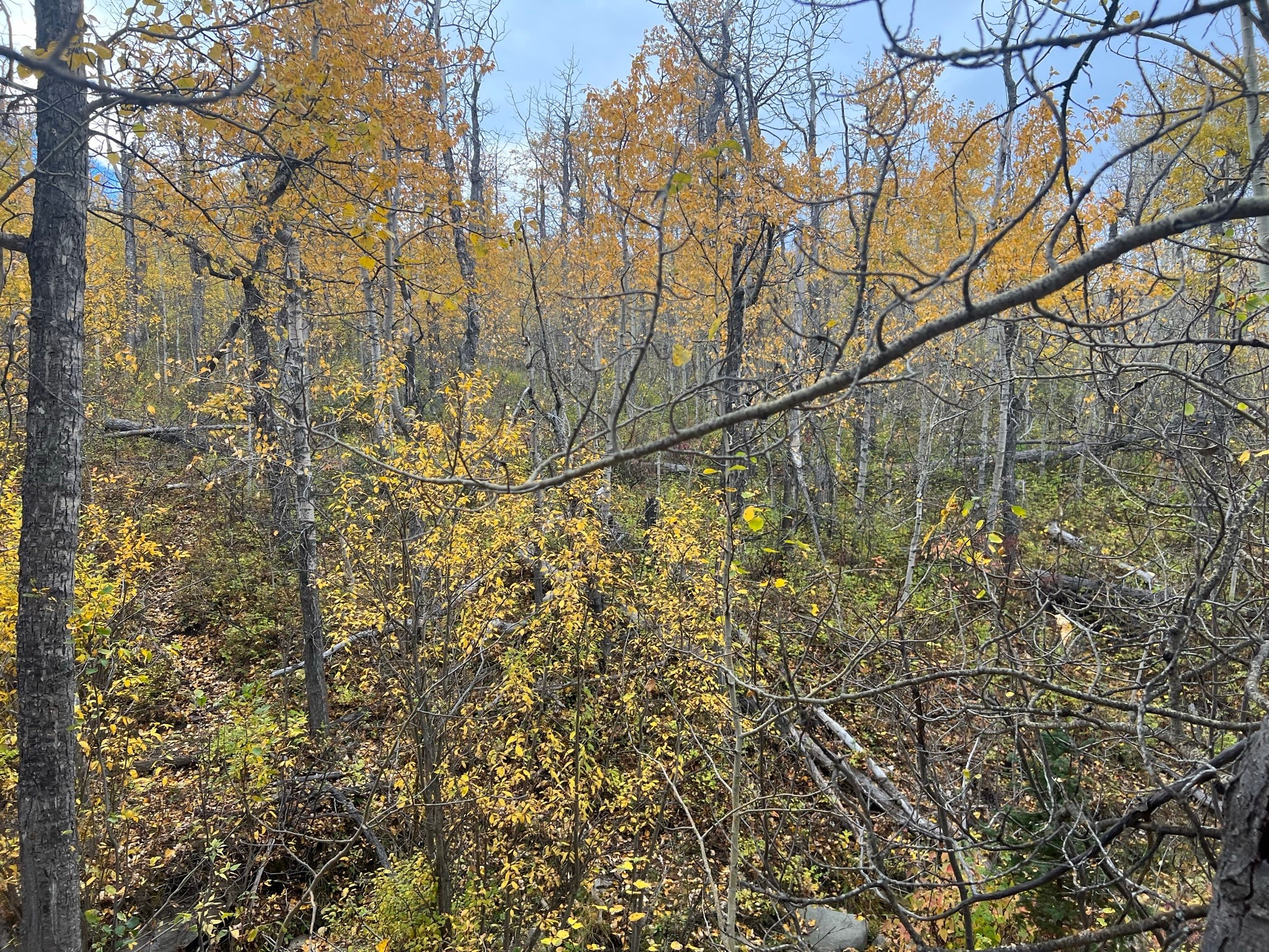 Nhn Arlie Tracts - Lots 28/29