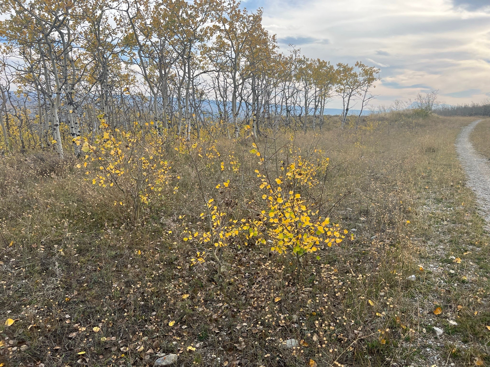 Nhn Arlie Tracts - Lots 28/29