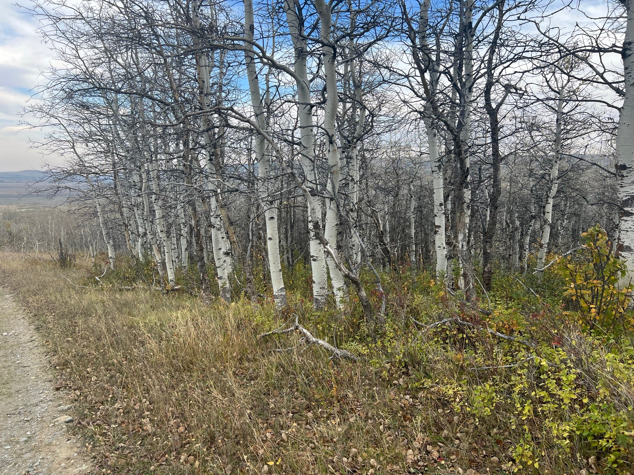 Nhn Arlie Tracts - Lots 28/29