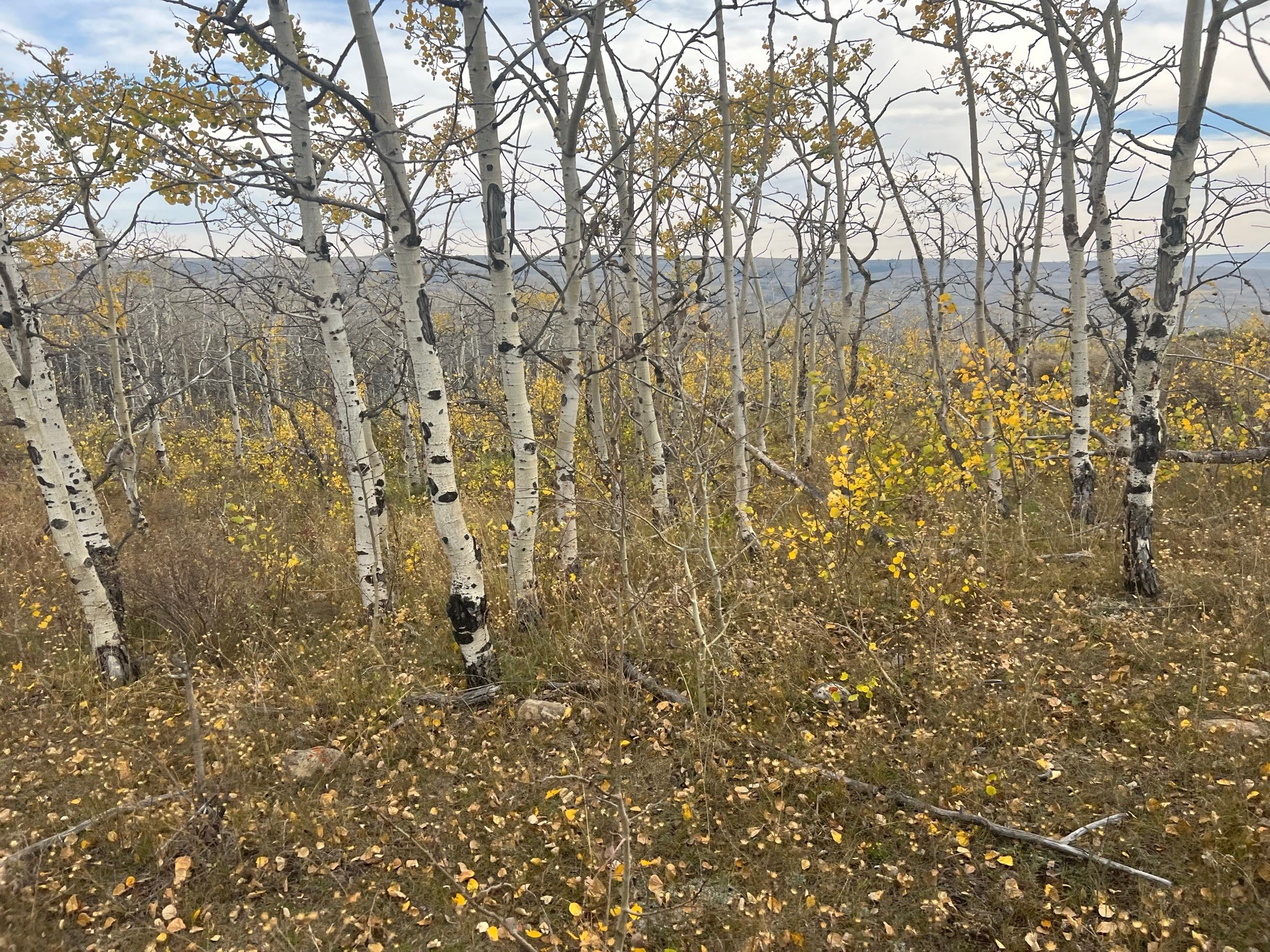 Nhn Arlie Tracts - Lots 28/29