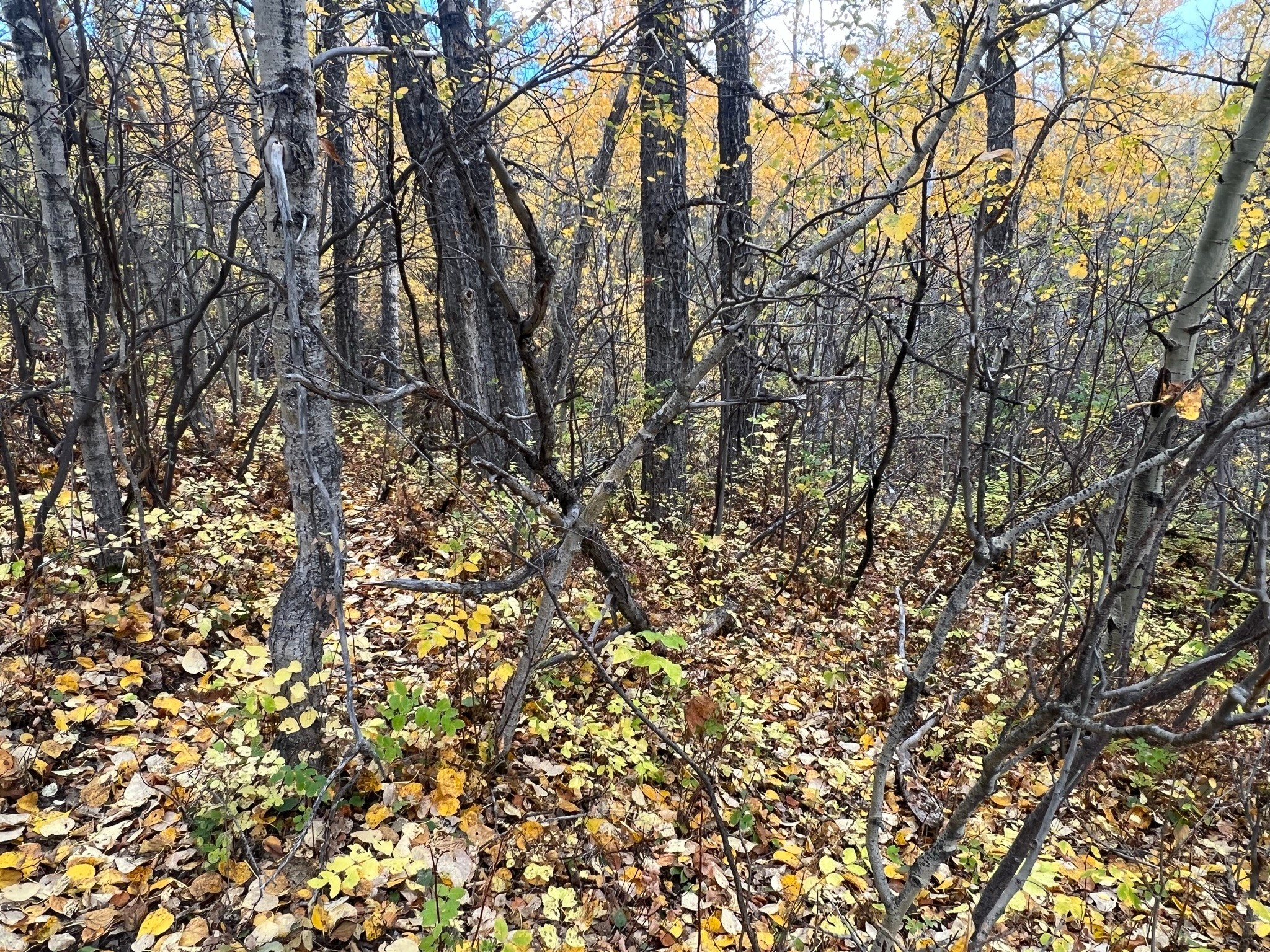 Nhn Arlie Tracts - Lots 28/29