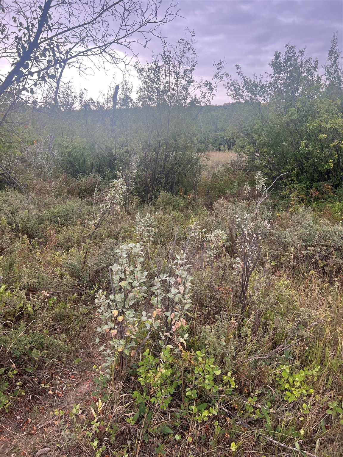 NHN Paisley Road Tract 4