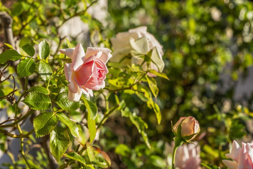 7778 Camino Sin Puente