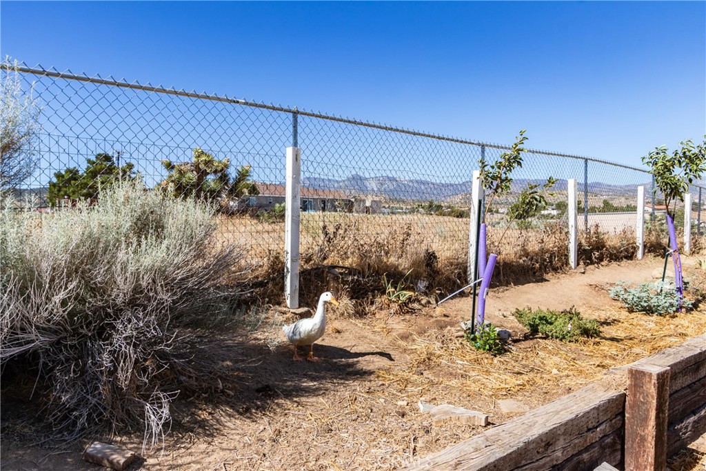 Dry backyard garden with a white duck beside a chain-link fence and raised wooden bed.