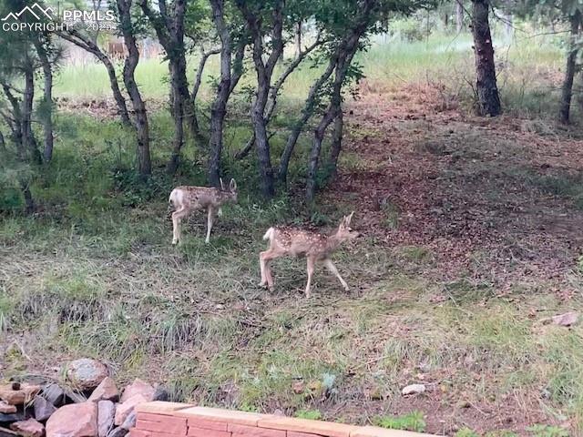 1055 Golden Hills Road