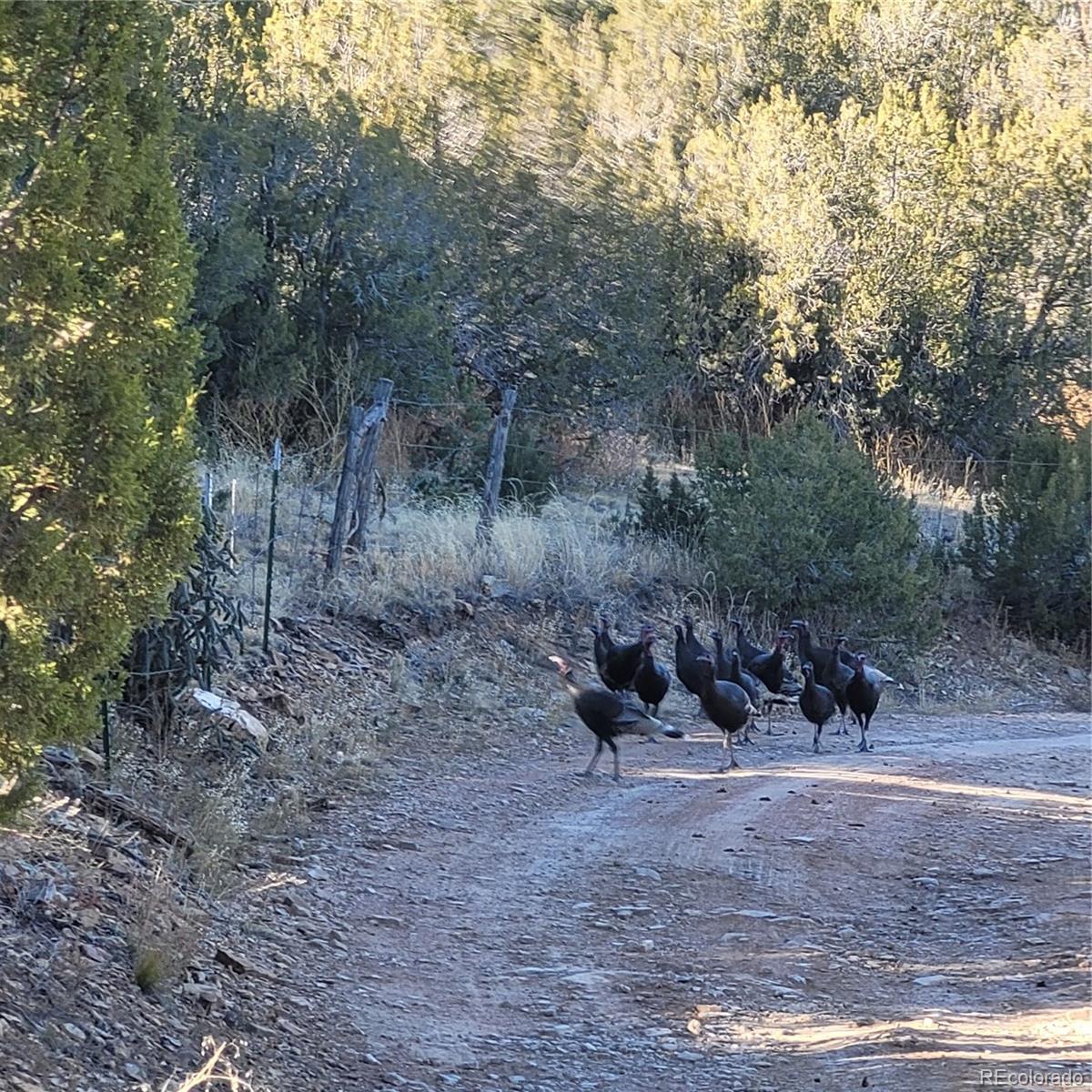 485 Grazing Bit Trail
