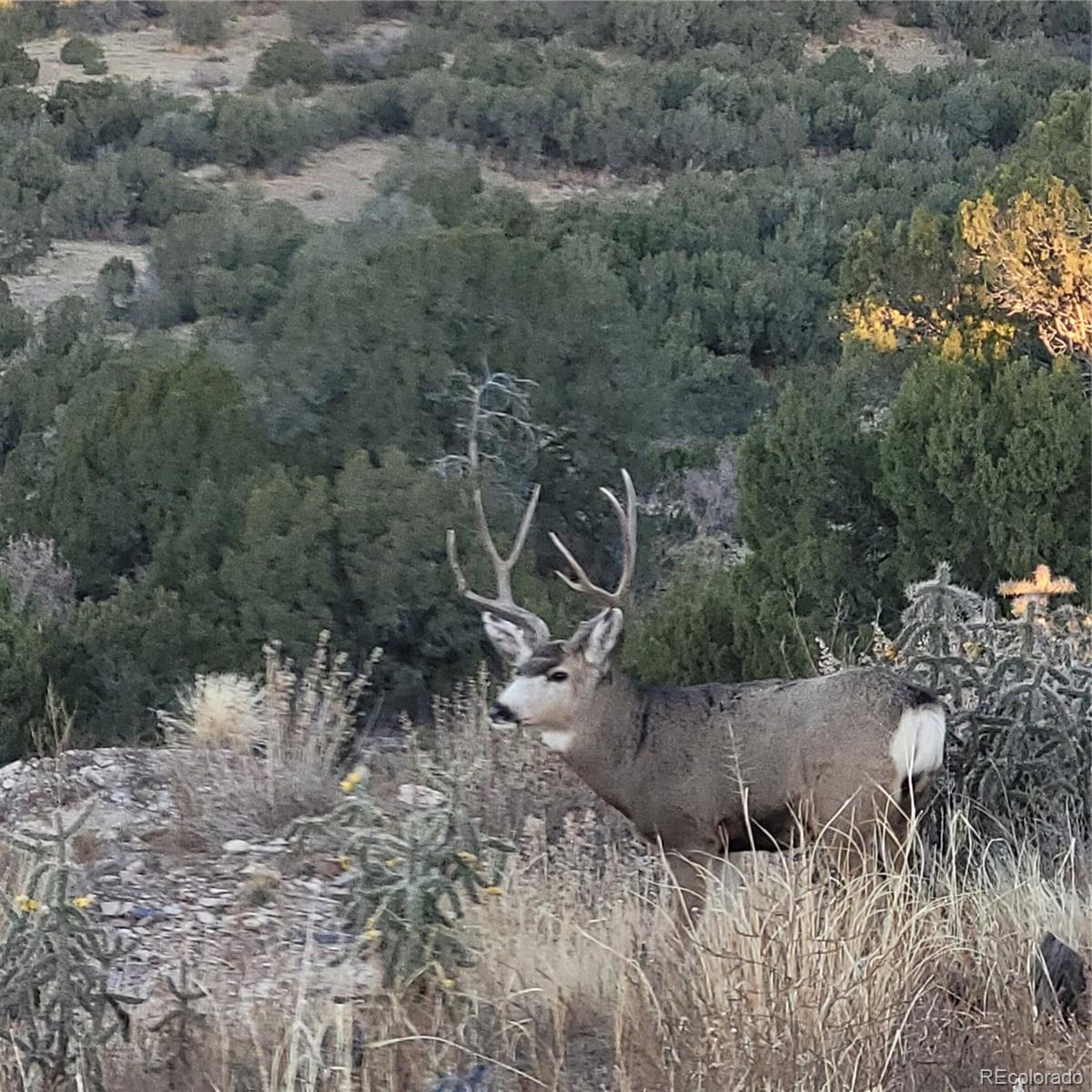 485 Grazing Bit Trail