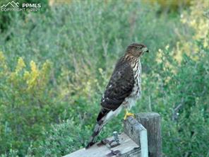 4295 Ridgecrest Drive