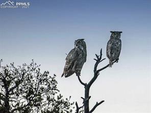 4295 Ridgecrest Drive