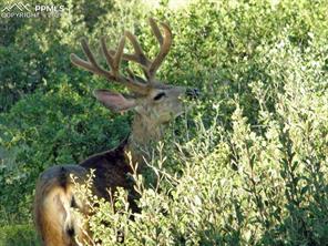 4295 Ridgecrest Drive