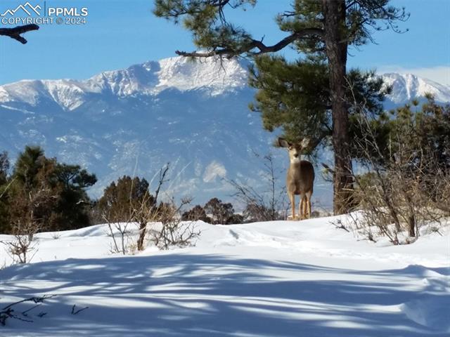 4295 Ridgecrest Drive