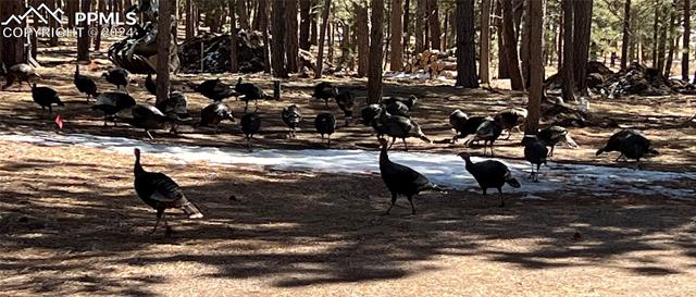 17305 W Goshawk Road