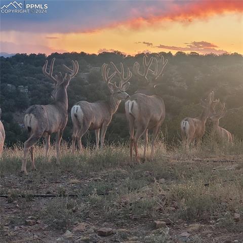 485 Grazing Bit Trail