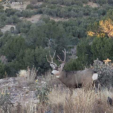 485 Grazing Bit Trail