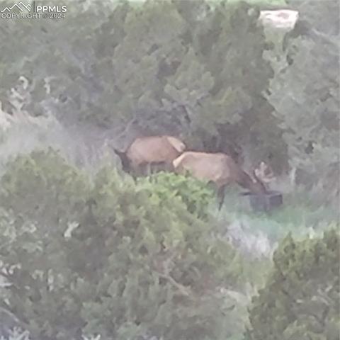 485 Grazing Bit Trail