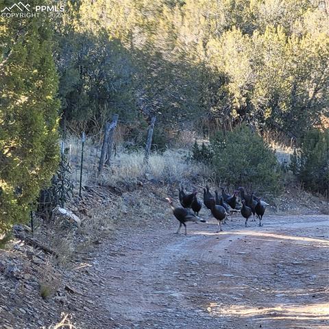 485 Grazing Bit Trail