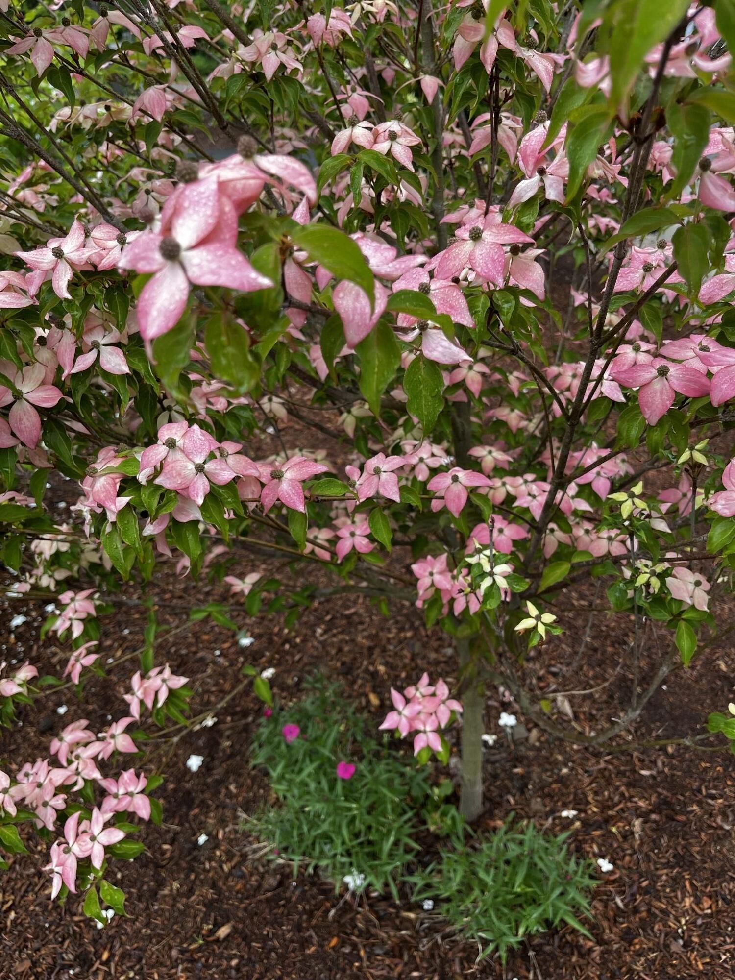 21 Fernald Avenue, B