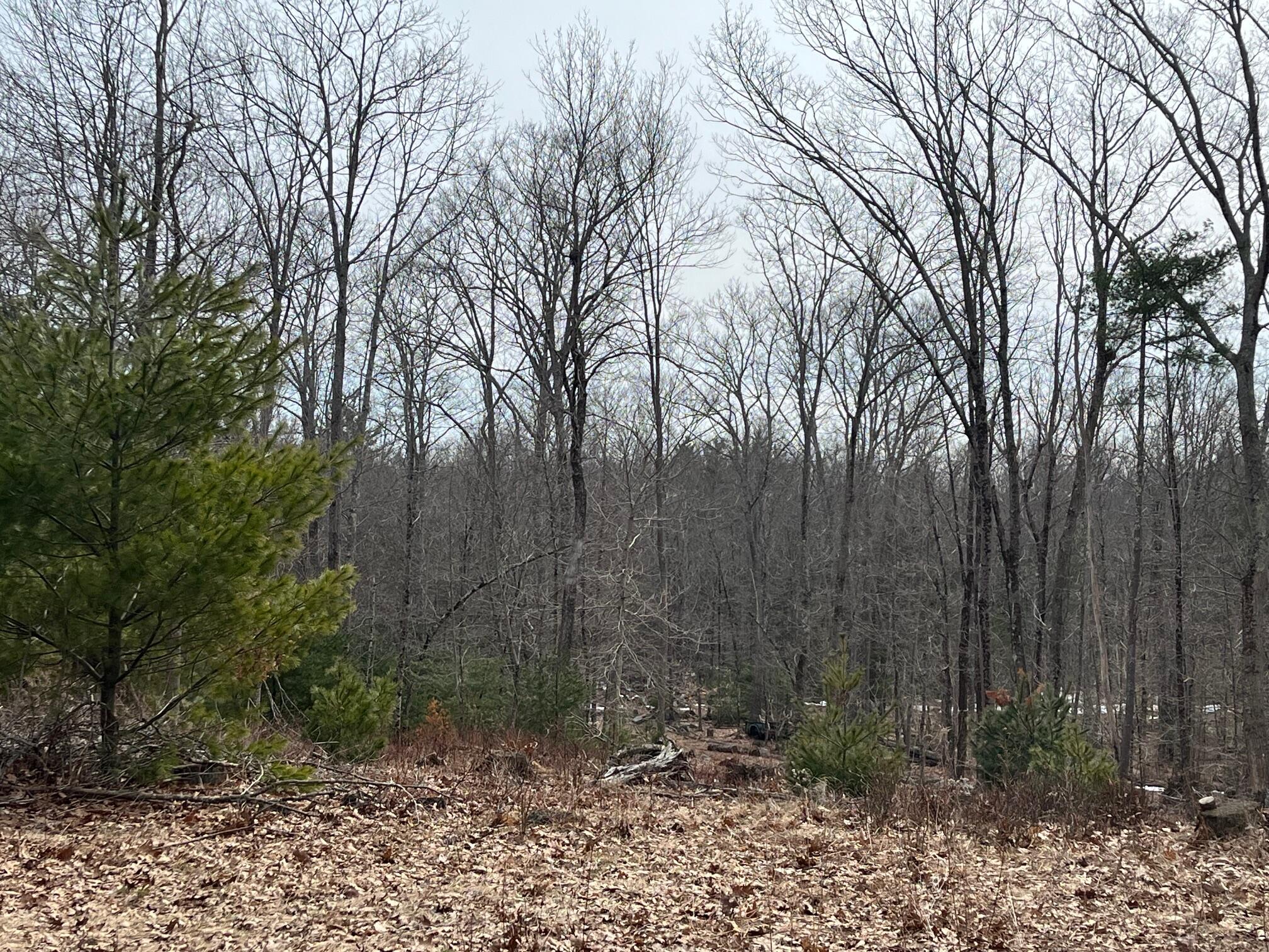 22 Turkeytail Lane