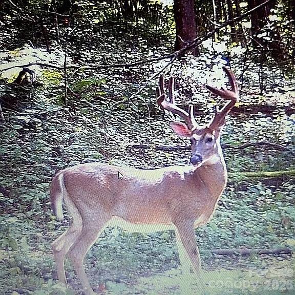 488 Cad Campbell Road