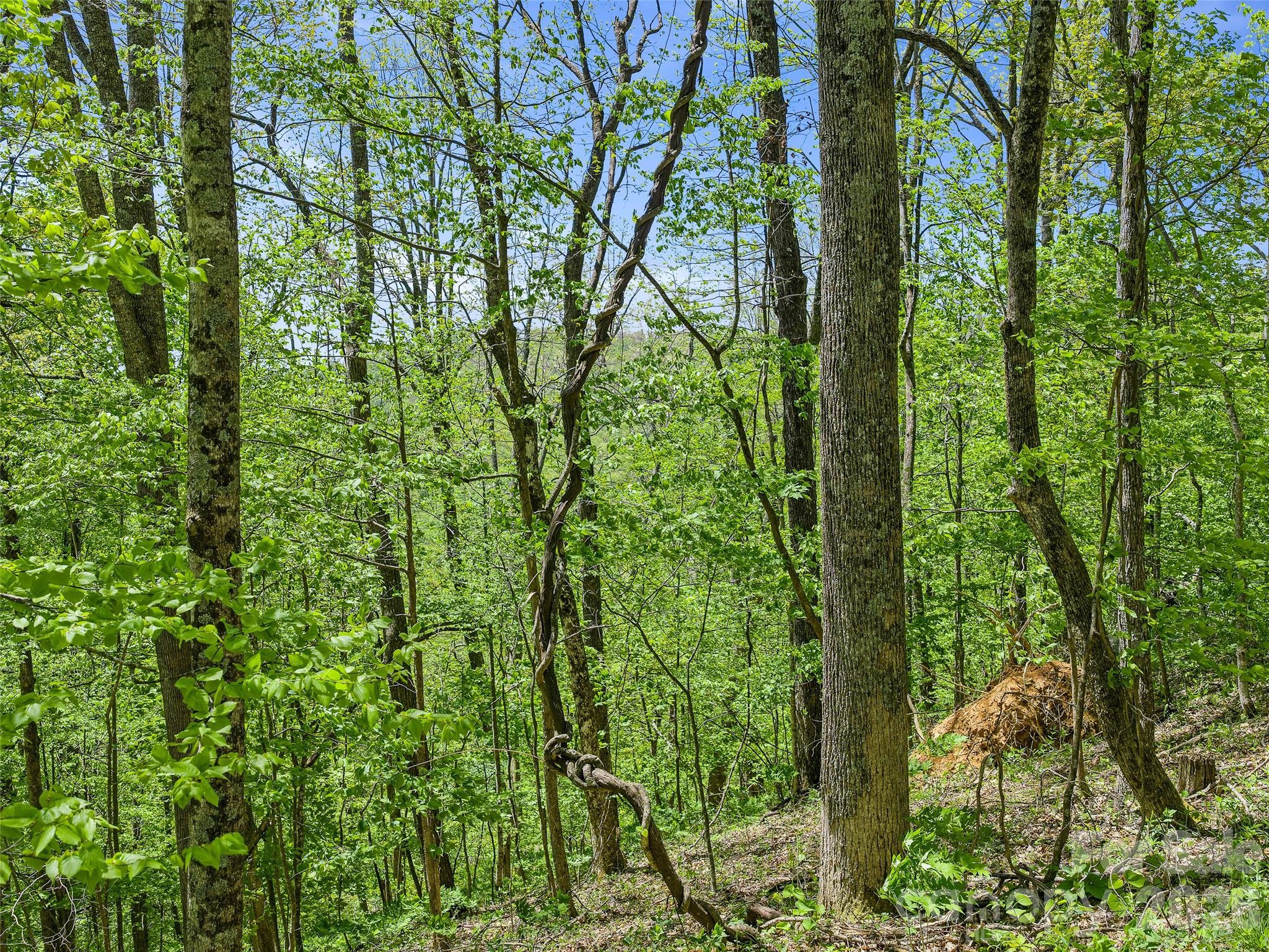 TBD Holly Dale Drive