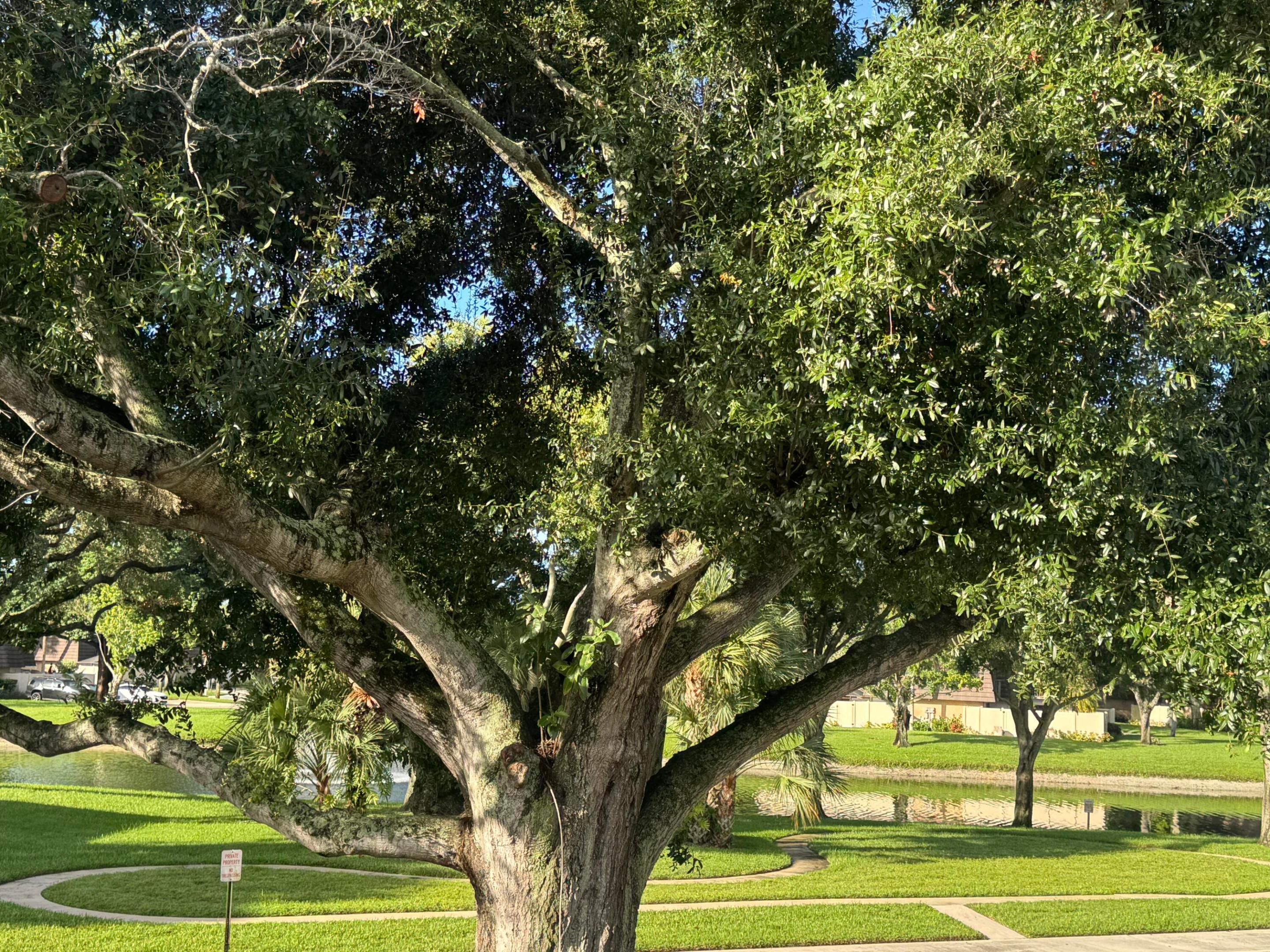 Mature shade tree beside a pond, with a broad canopy over a lawn and sidewalk.