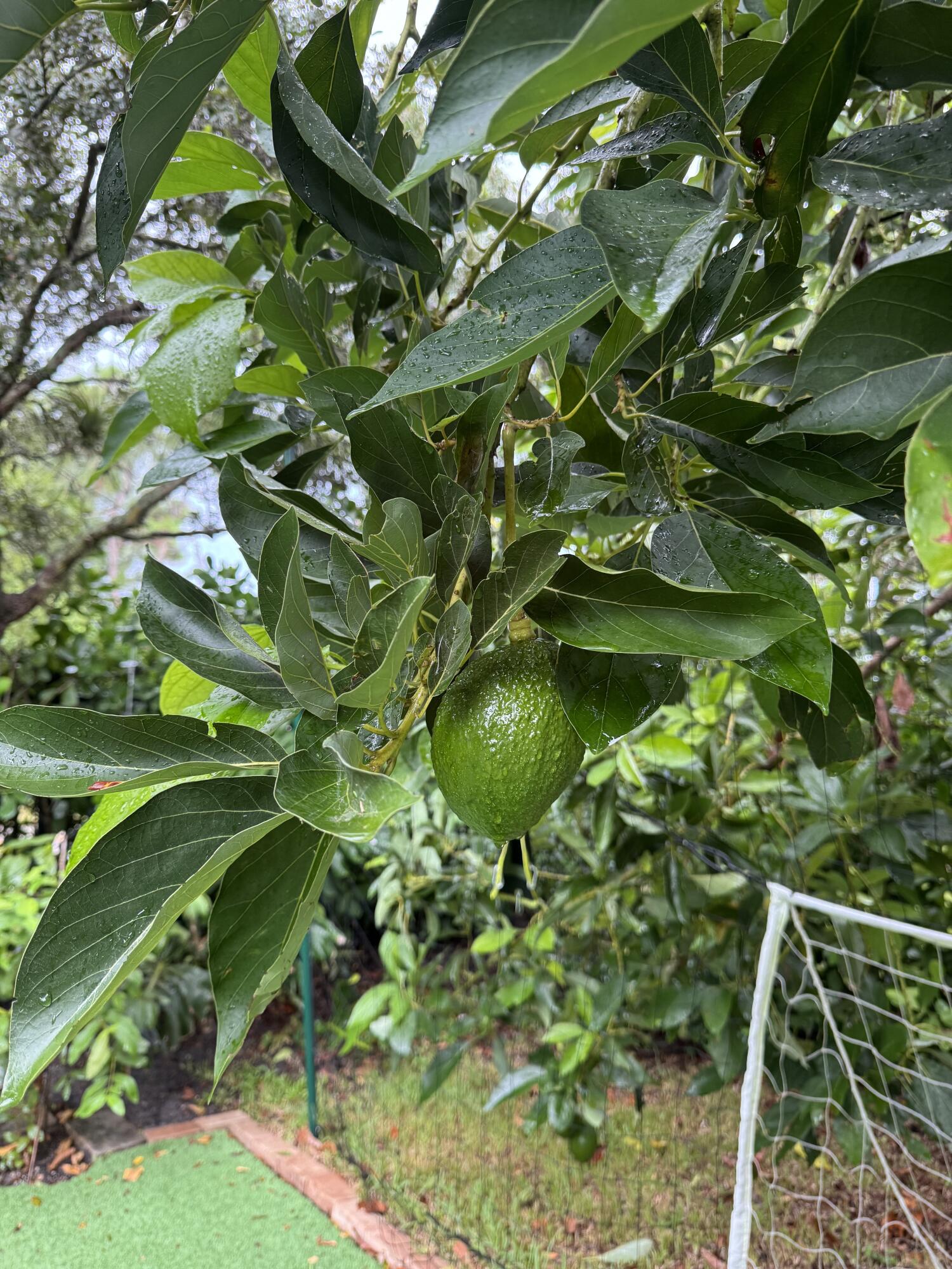 4725 Foxtail Palm Court