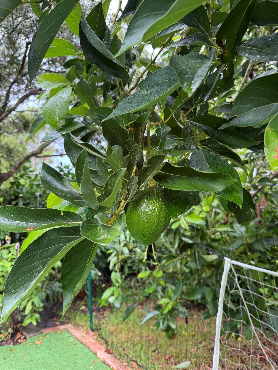 4725 Foxtail Palm Court