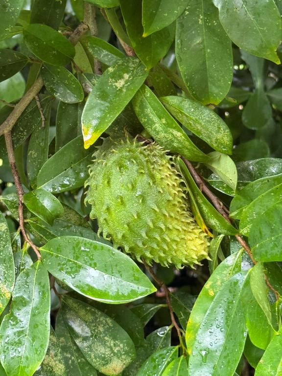 4725 Foxtail Palm Court