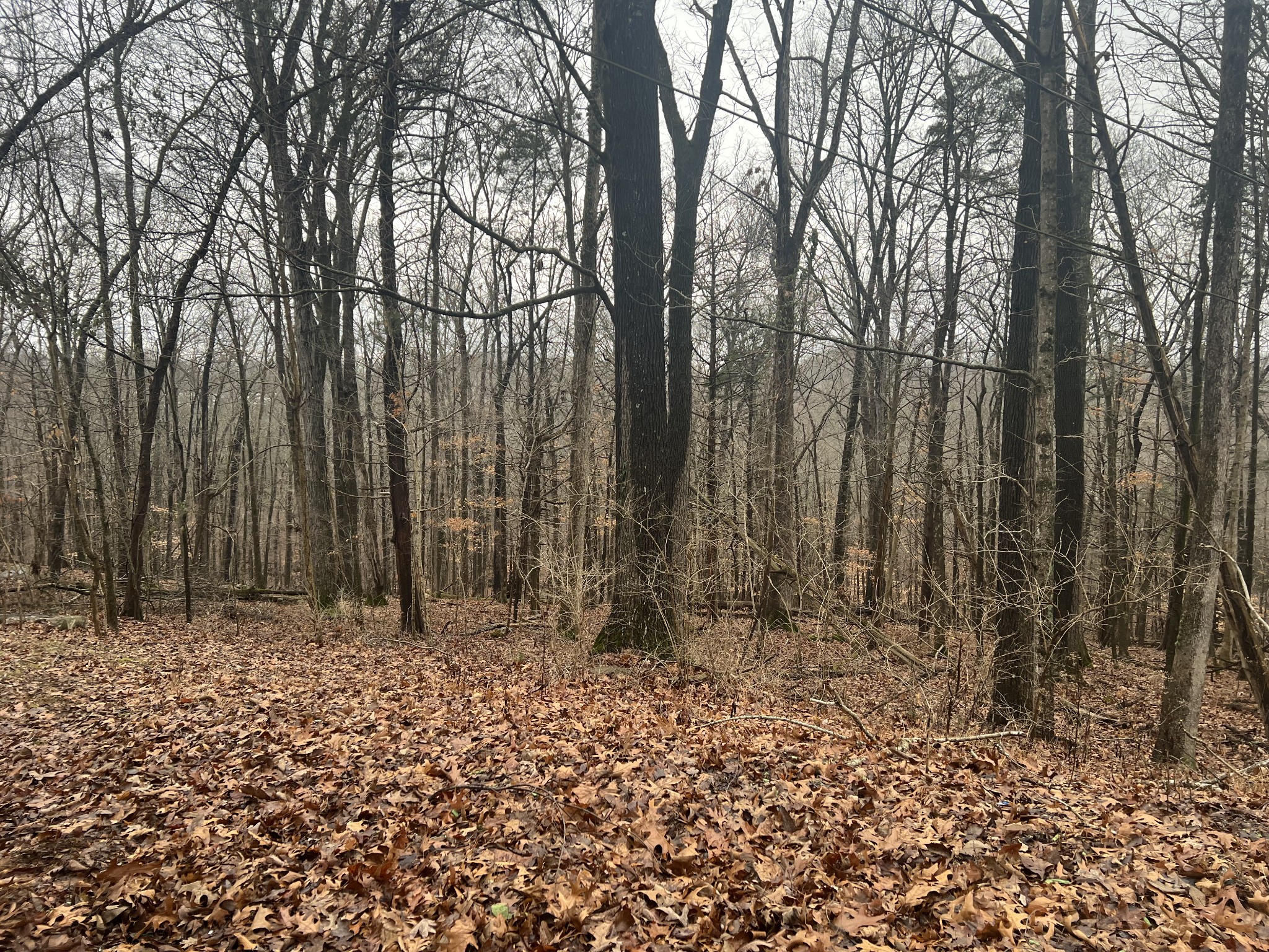 210 Norma Ct