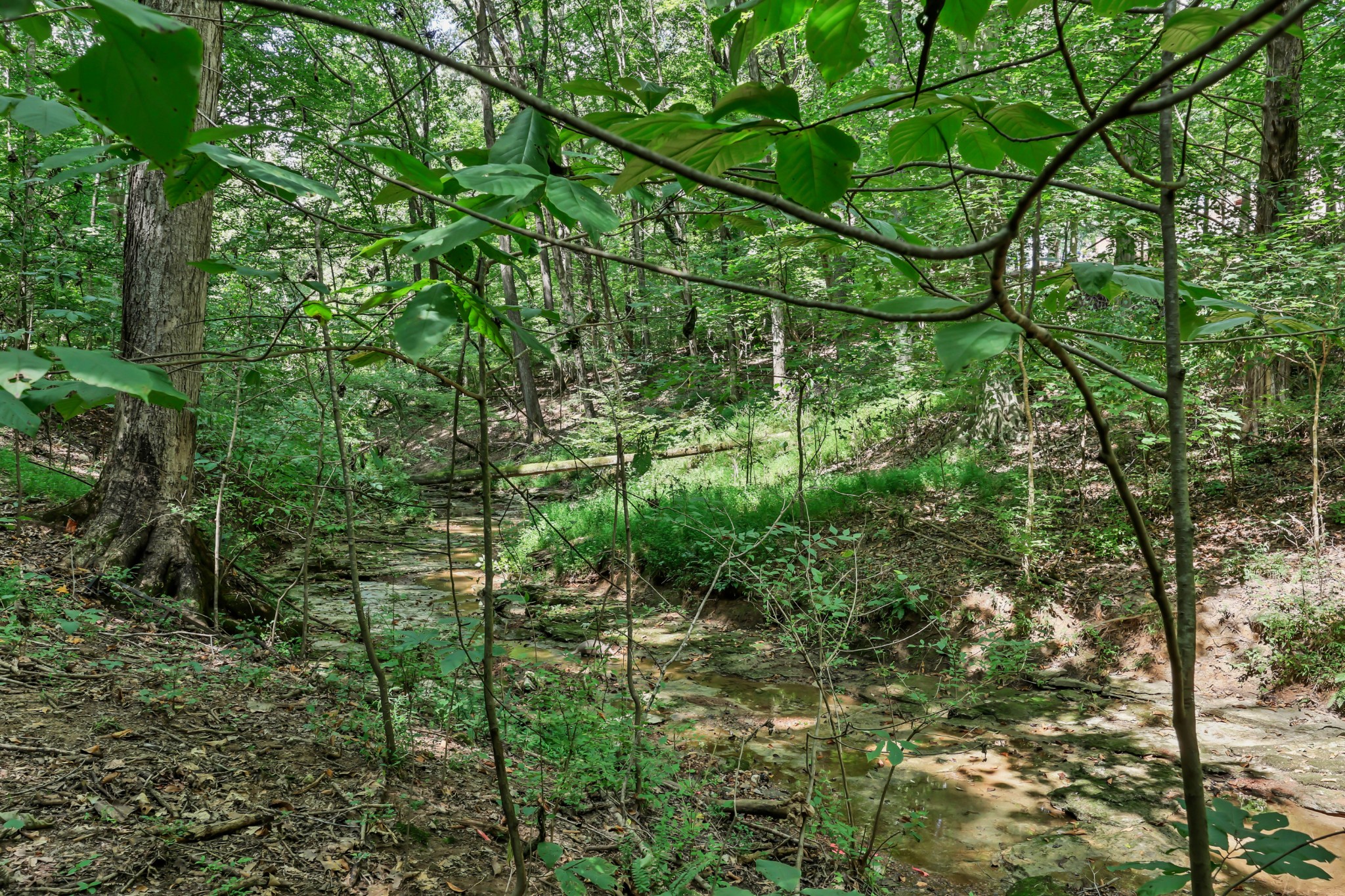 224 Norma Ct