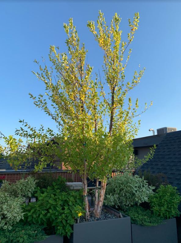 4007 N Paulina Street Unit: 4N