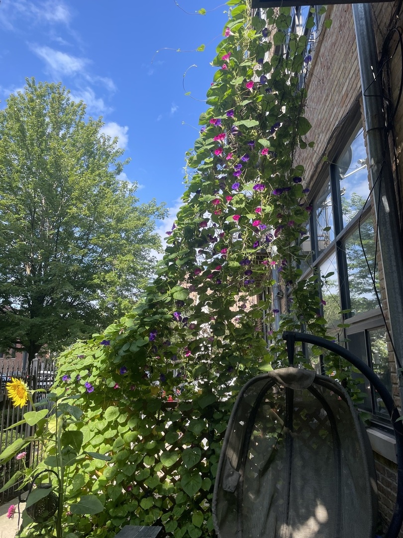 1137 N Wood Street Unit: 1F