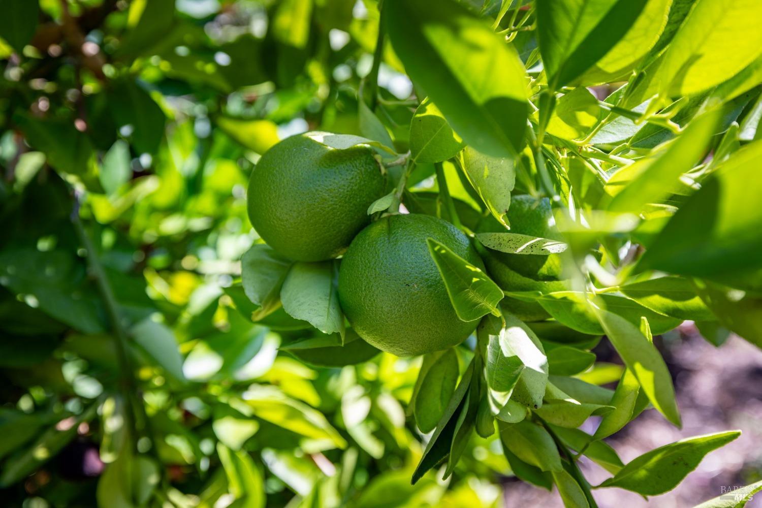 207 Mountain Vista Lane