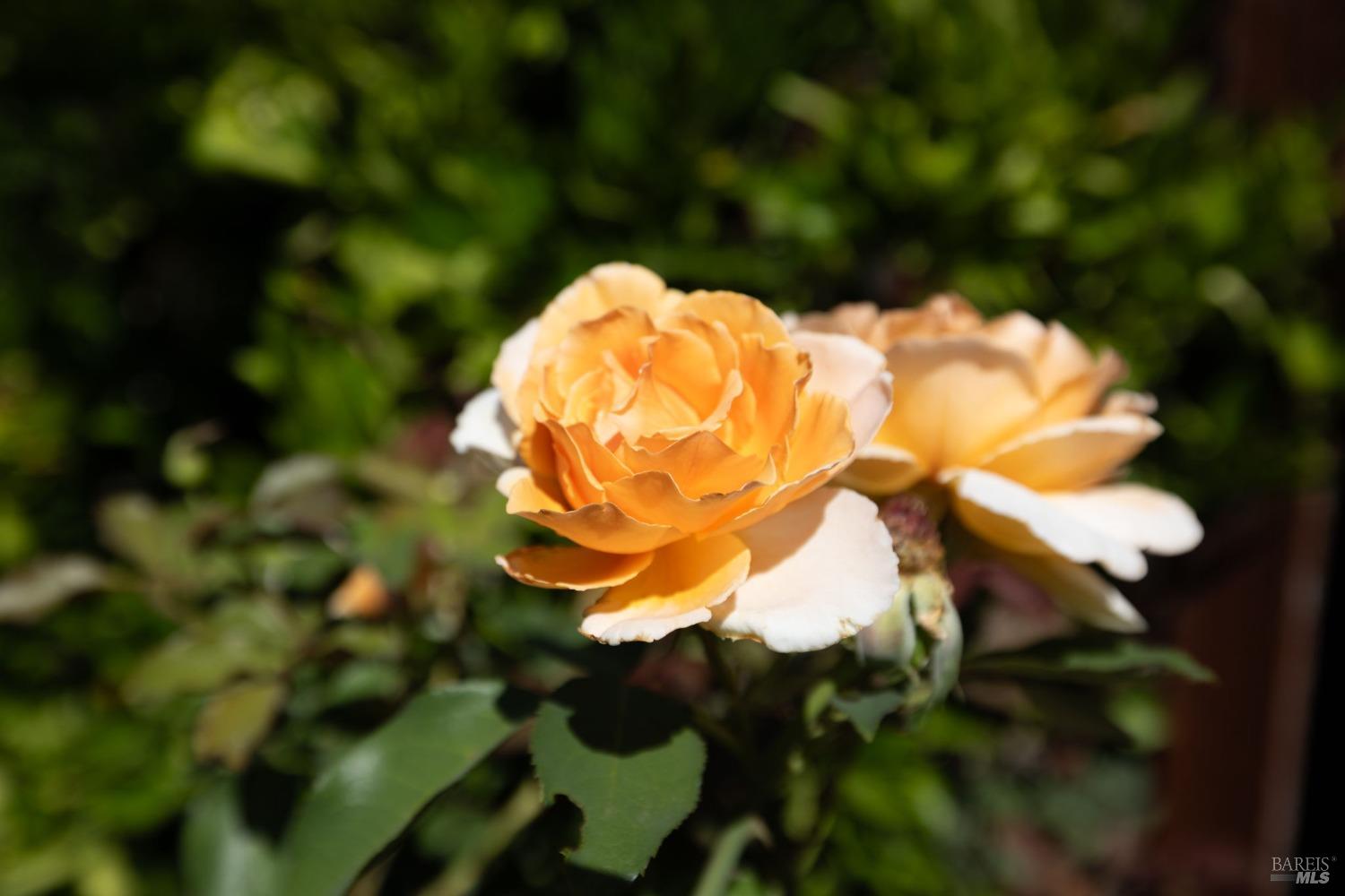 207 Mountain Vista Lane