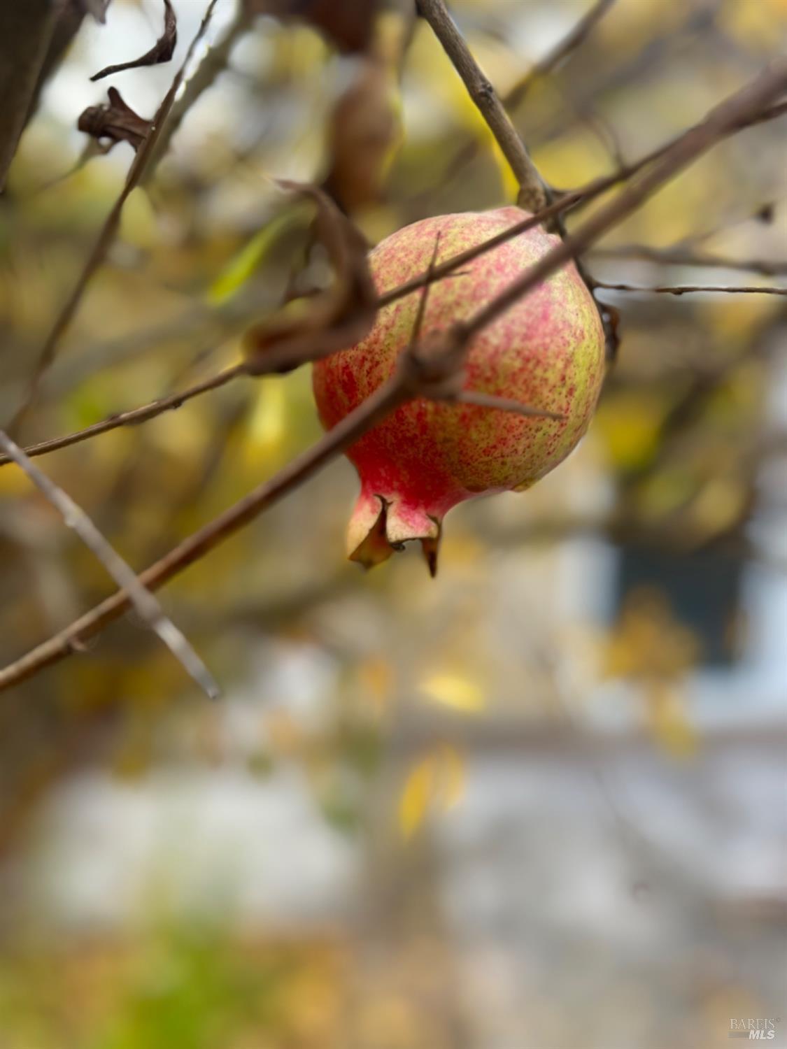 1188 Trombetta Street