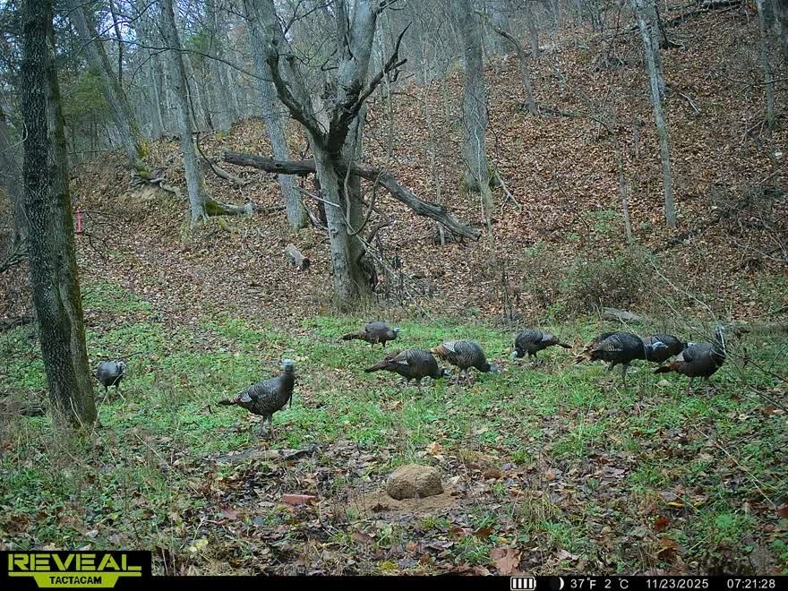 24530 & 24540 Coon Hollow Road