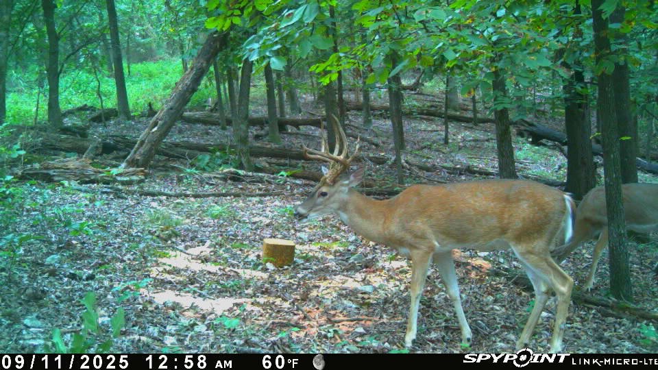 24530 & 24540 Coon Hollow Road