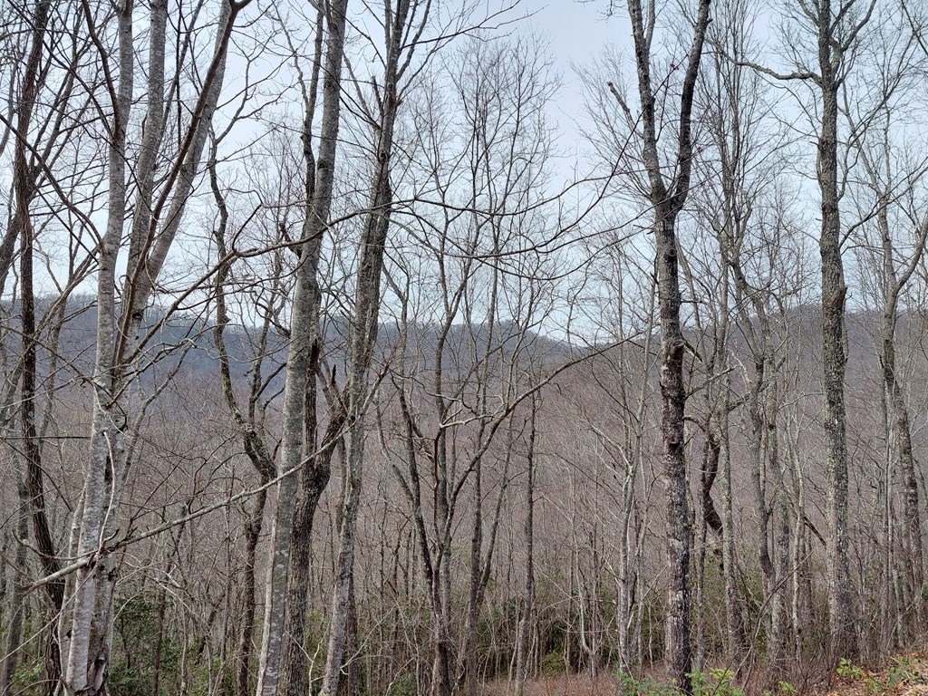 11 Houndog Trail