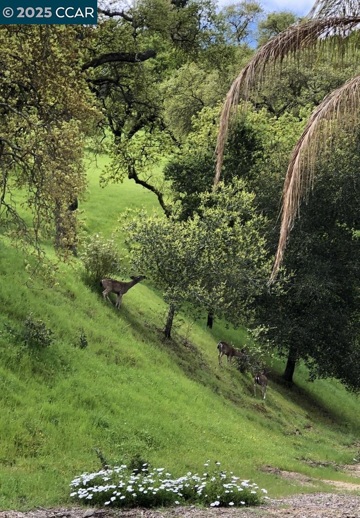 2933 Ptarmigan Dr # 3