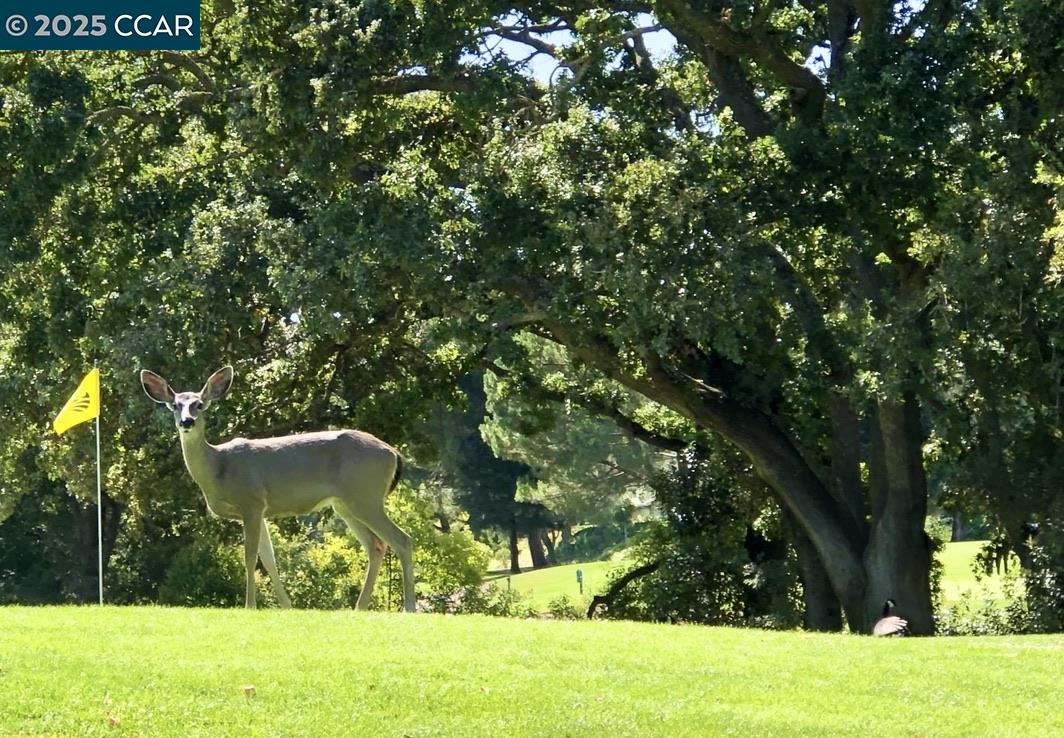 2933 Ptarmigan Dr # 3