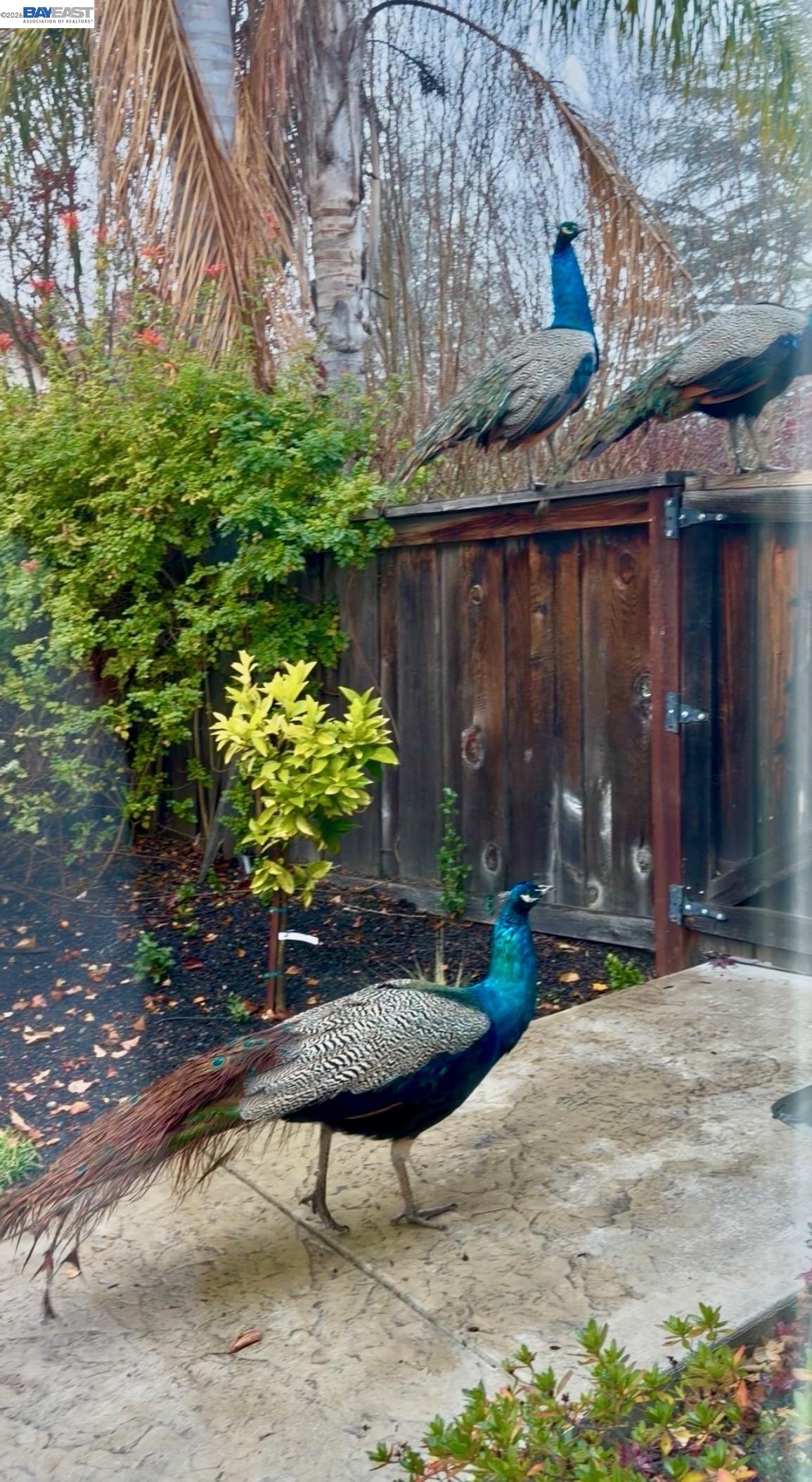 3421 Blackhawk Meadow Drive