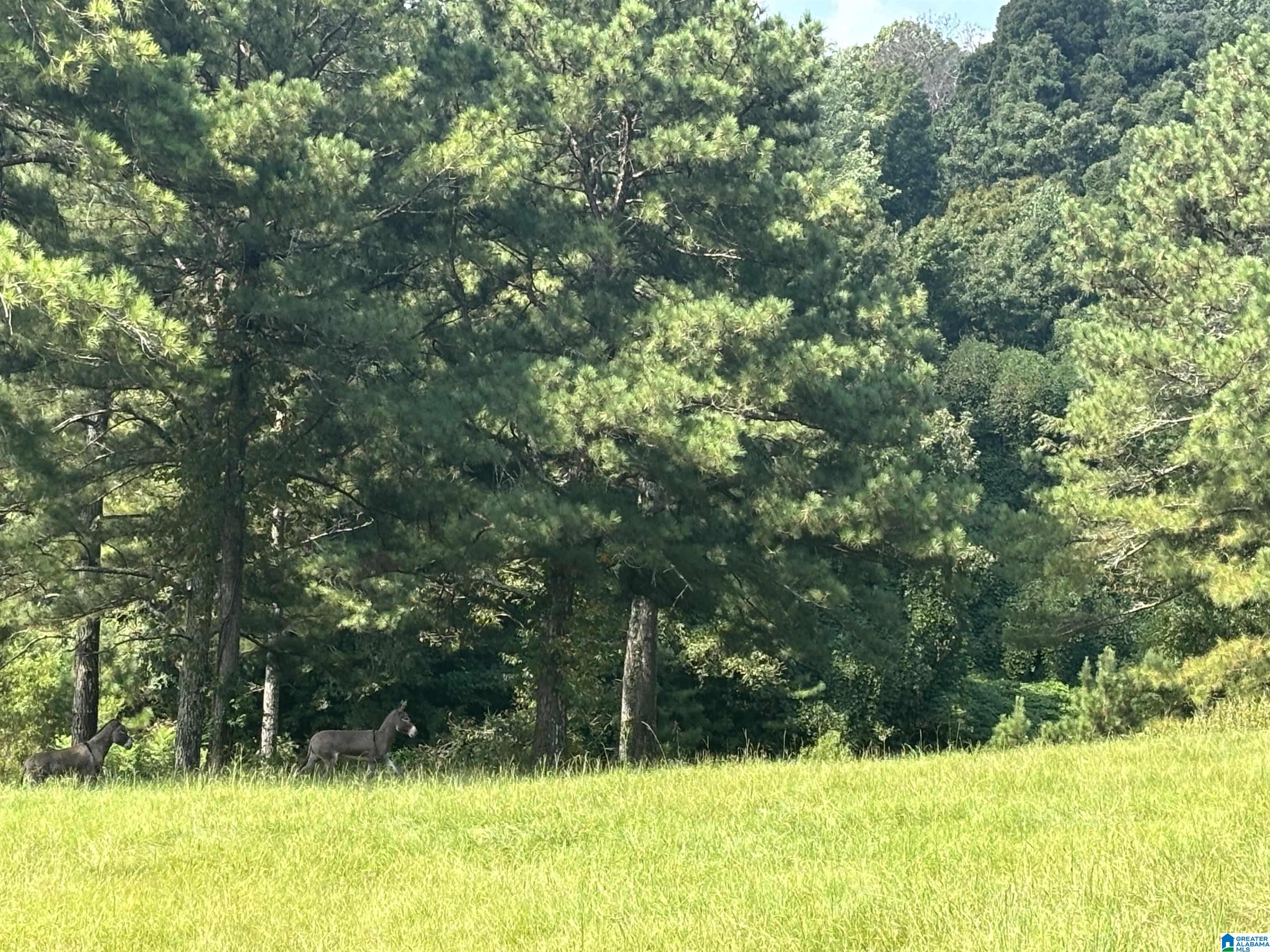 Grassy property with two donkeys beneath tall trees along a wooded edge.