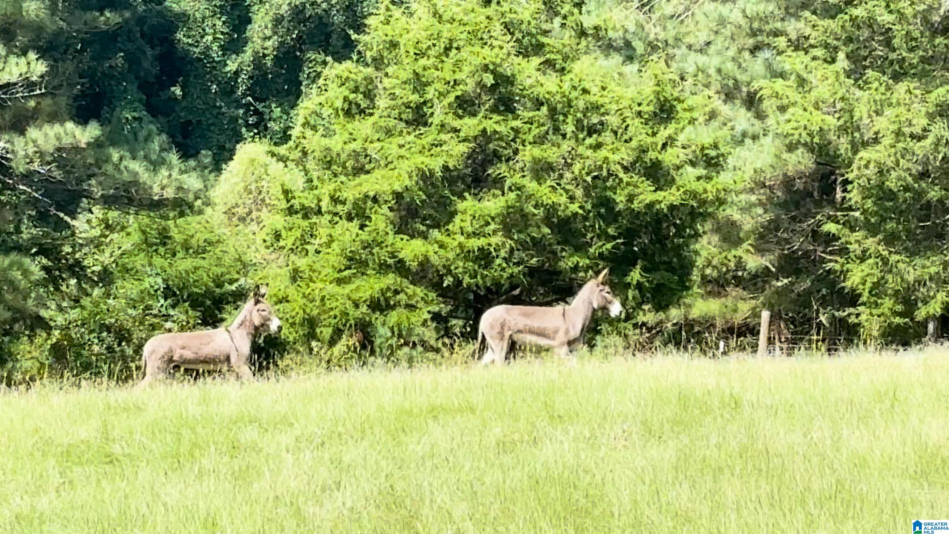 Two donkeys in a grassy pasture bordered by dense trees.