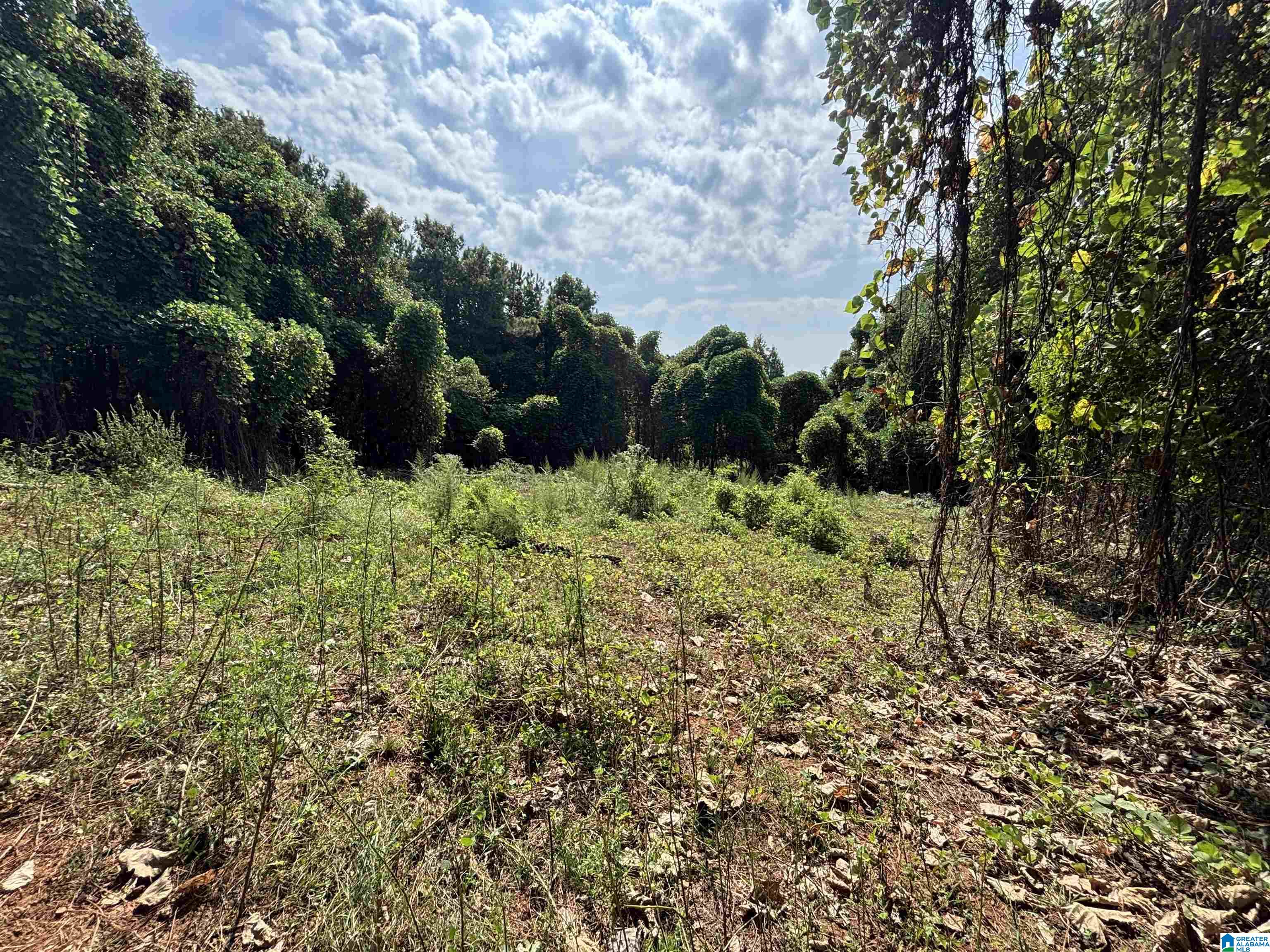 Brush-covered lot with a grassy clearing bordered by dense trees and vines.